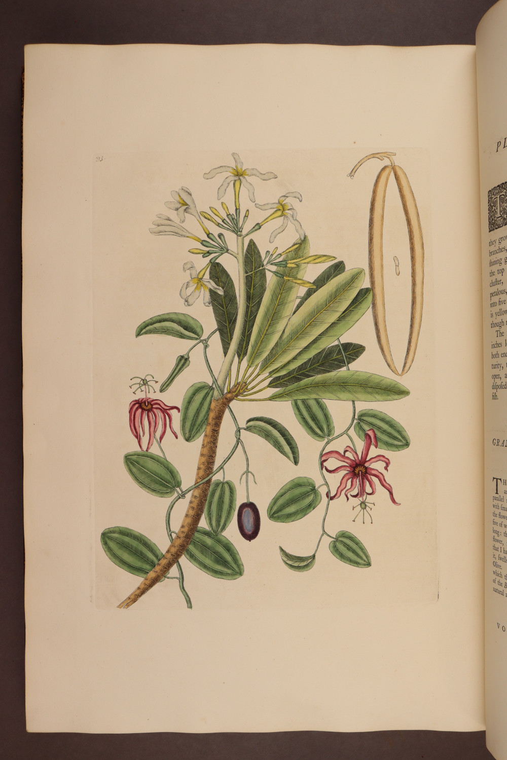 Plate 93